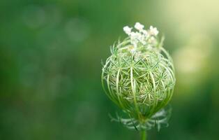 inhabituel fleur avec flou vert Contexte et magnifique bokeh. Naturel fond d'écran. fermer. copie espace. sélectif se concentrer. photo