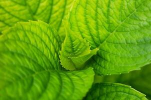 Naturel vert feuilles les plantes. Naturel Contexte. fond d'écran. fermer. sélectif se concentrer. photo