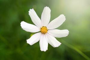 blanc cosmos fleur épanouissement dans le jardin. Naturel fond d'écran. fermer. sélectif se concentrer. photo