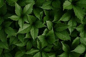 Naturel Contexte de vert feuilles. sélectif se concentrer. photo