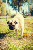 portrait de mignonne carlin chien, en plein air photo