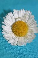 fleur fleur bellis perennis l. fond moderne de famille compositae photo