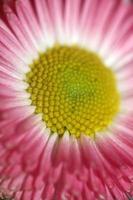 fleur fleur bellis perennis l. fond moderne de famille compositae photo