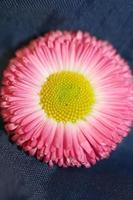 fleur fleur bellis perennis l. fond moderne de famille compositae photo