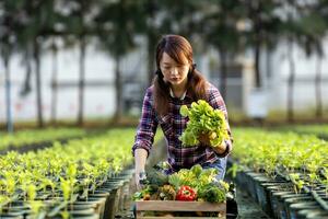 une agricultrice asiatique porte le plateau en bois rempli de légumes biologiques fraîchement cueillis dans son jardin pour la saison des récoltes et un concept d'alimentation saine photo