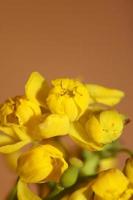 Fleur fleur berberis aquifolium famille berberidaceae close up print photo