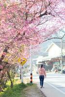 femme en marchant Cerise fleur chemin à voir magnifique paysage de rose Cerise fleurs le long de route béni dans l'hiver. femme Voyage périple le long de chemin de magnifique rose Cerise fleurs dans plein Floraison béni photo