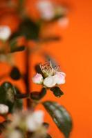Fleur fleur close up cotoneaster dammeri famille rosaceae botanique
