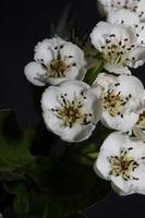 Fleur fleur close up dans la famille des rosacées crataegus monogyna macro