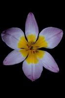 fleur fleur close up crocus vernus famille botanique iridaceae photo