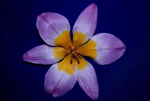 fleur fleur gros plan crocus vernus famille iridaceae impression botanique photo