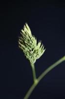 Fleur close up background famille moderne dactylis glomerata poaceae photo