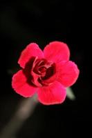 Dianthus flower blossom close up family caryophyllaceae estampes modernes photo