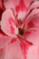 fleur fleur macro dianthus caryophyllus famille caryophyllaceae photo