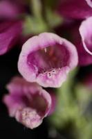 Fleur fleur close up digitalis purpurea famille plantaginaceae photo