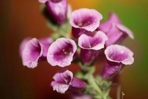 Fleur fleur close up digitalis purpurea famille plantaginaceae photo