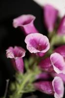 Fleur fleur close up digitalis purpurea famille plantaginaceae photo