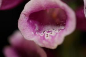 Fleur fleur close up digitalis purpurea famille plantaginaceae photo