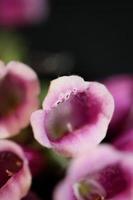 Fleur fleur close up digitalis purpurea famille plantaginaceae photo