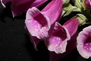 Fleur fleur close up digitalis purpurea famille plantaginaceae photo