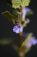 fleur fleur glechoma hederacea l. famille des lamiacées botaniques photo