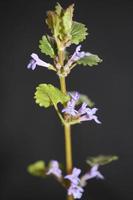 fleur fleur glechoma hederacea l. famille des lamiacées botaniques photo