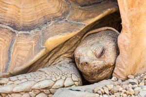 tortue africaine stimulée photo