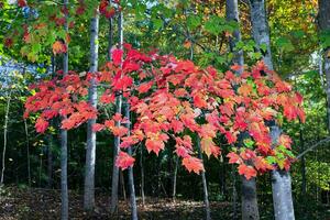 érable feuilles dans tomber couleurs photo