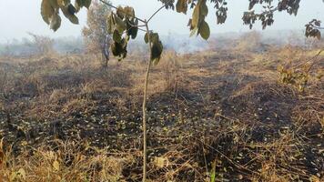 photo de terre Feu cicatrices