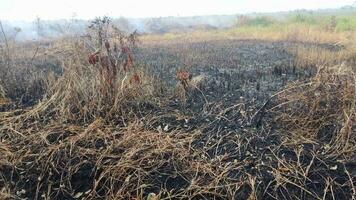 photo de terre Feu cicatrices