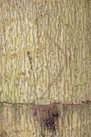 texture d'écorce d'arbre pour le fond photo