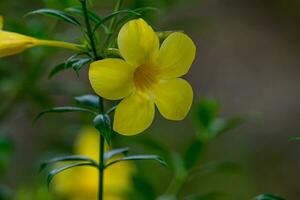 allamanda fleur épanouissement dans le jardin photo