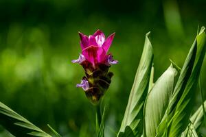 Siam tulipe fleur épanouissement dans le jardin photo