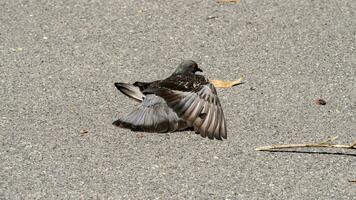 Pigeon est mensonge sur le sol dans le jardin. photo