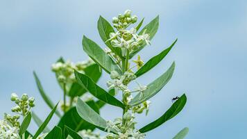 couronne fleur, géant Indien asclépiade, gigantesque avaler wor épanouissement dans le jardin photo