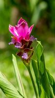 Siam tulipe fleur épanouissement dans le jardin photo