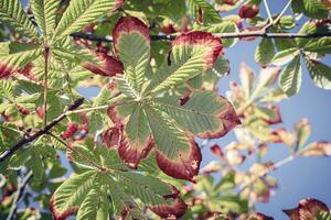 vert châtaigne feuilles avec jauni séché bords sur branches contre le bleu ciel Contexte photo