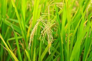 mature paddy riz champ avant récolte, mature paddy riz croissance dans riz champ photo