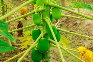 beaucoup de vert papayes croissance sur une Papaye arbre, Papaye des fruits de Papaye arbre dans le jardin photo
