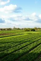 une magnifique vue de campagne paysage de le Patate des champs de du sud Ukraine. industrie agro-alimentaire et secteur agroalimentaire. agriculture et agro industrie. biologique agriculture. récolte le premier Patate plantation. photo