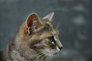 national chat tête dans profil sur une gris Contexte. animal portrait. rayé tigré femelle cheveux courts pays chat à la recherche à le droite. calme et relaxation, contemplation. photo