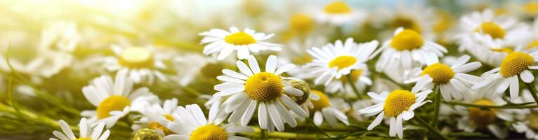 camomille fleur pour une bannière. génératif ai photo