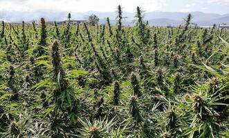grande échelle légal marijuana des champs dans le arrière-plan, prêt pour vente photo