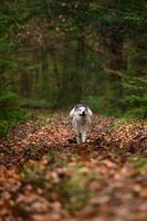 husky dans la forêt d'automne, animal de compagnie heureux. photo