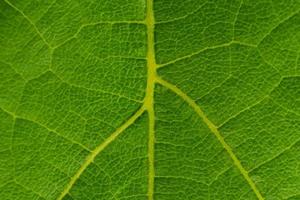 texture de fond de macro feuille de vigne verte photo