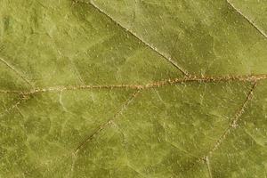 texture verte d'une feuille sèche photo