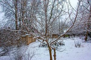 Acer negundo ou aureo-variegatum dans hiver dans nuageux temps. le nu branches de le arbre sont couvert avec neige. photo