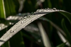 l'eau gouttelettes sur une lame de herbe dans le de bonne heure Matin. photo