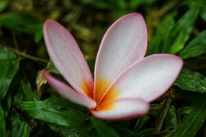 rose frangipanier fleur sur le sol dans le jardin photo