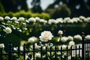 blanc des roses dans une jardin. généré par ai photo